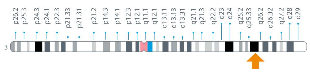 Location of the SI gene on chromosome 3 at position 26.1