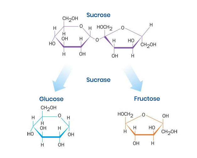 Фруктоза индекс. Sucrose. Sucrose Fructose. Фруктозка в купальнике.